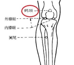 鶴頂穴位置